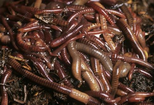 蚯蚓照片,微观视角下的生命奇迹