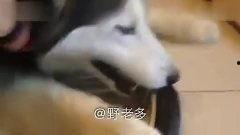 飞太狼幽默搞笑,笑破肚皮，欢乐无限！