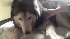 飞太狼幽默搞笑,笑破肚皮，欢乐无限！